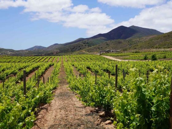 mejores viñedos del valle de guadalupe