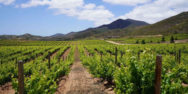 mejores viñedos del valle de guadalupe