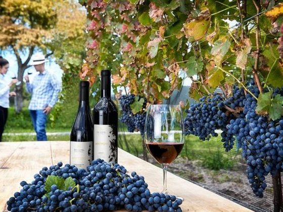 vendimia en valle de guadalupe