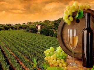 qué viñedos visitar en el valle de guadalupe