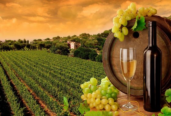 qué viñedos visitar en el valle de guadalupe