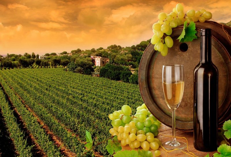 qué viñedos visitar en el valle de guadalupe