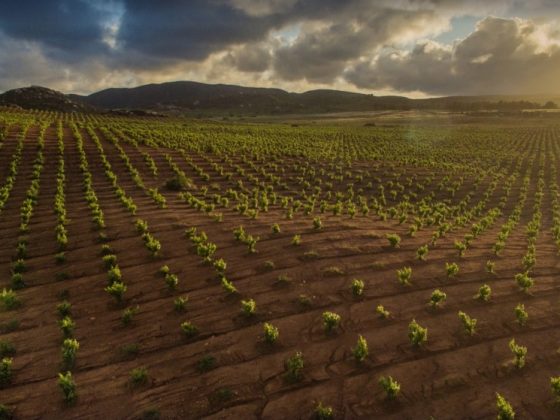 mejores lugares en valle de guadalupe