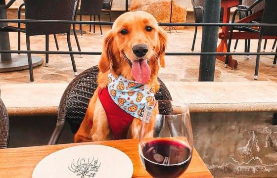 lugares pet friendly en valle de guadalupe