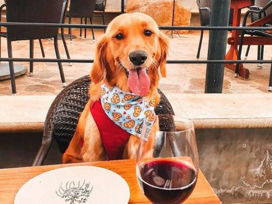 lugares pet friendly en valle de guadalupe