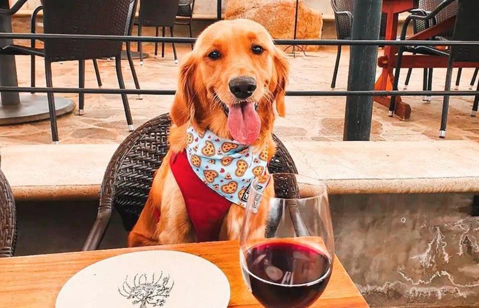 lugares pet friendly en valle de guadalupe