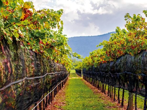 viñedos baja california