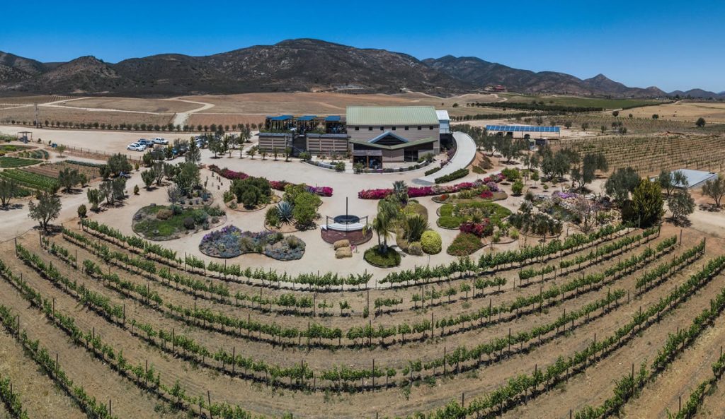 finca la carrodilla viñedo guadalupe