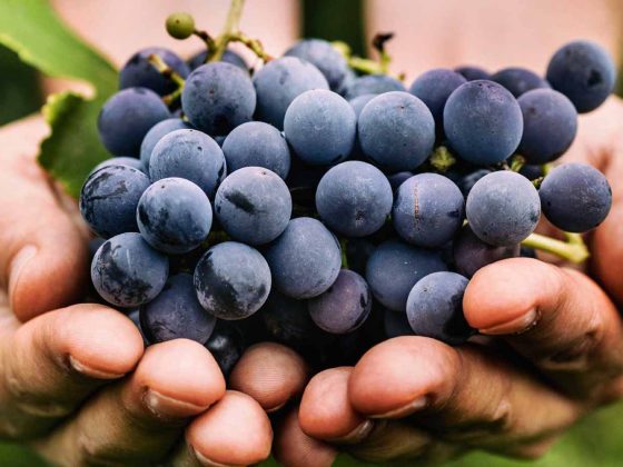 Ruta del Vino Ensenada