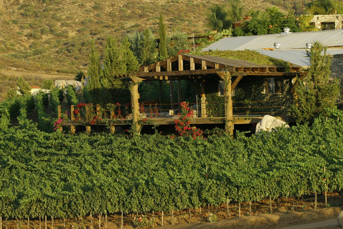 viñas de garza valle de guadalupe