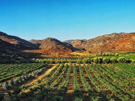 Que hacer en Valle de Guadalupe?