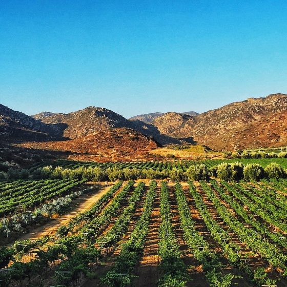 Que hacer en Valle de Guadalupe?