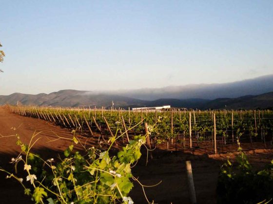 Is Valle de Guadalupe Safe in 2023?