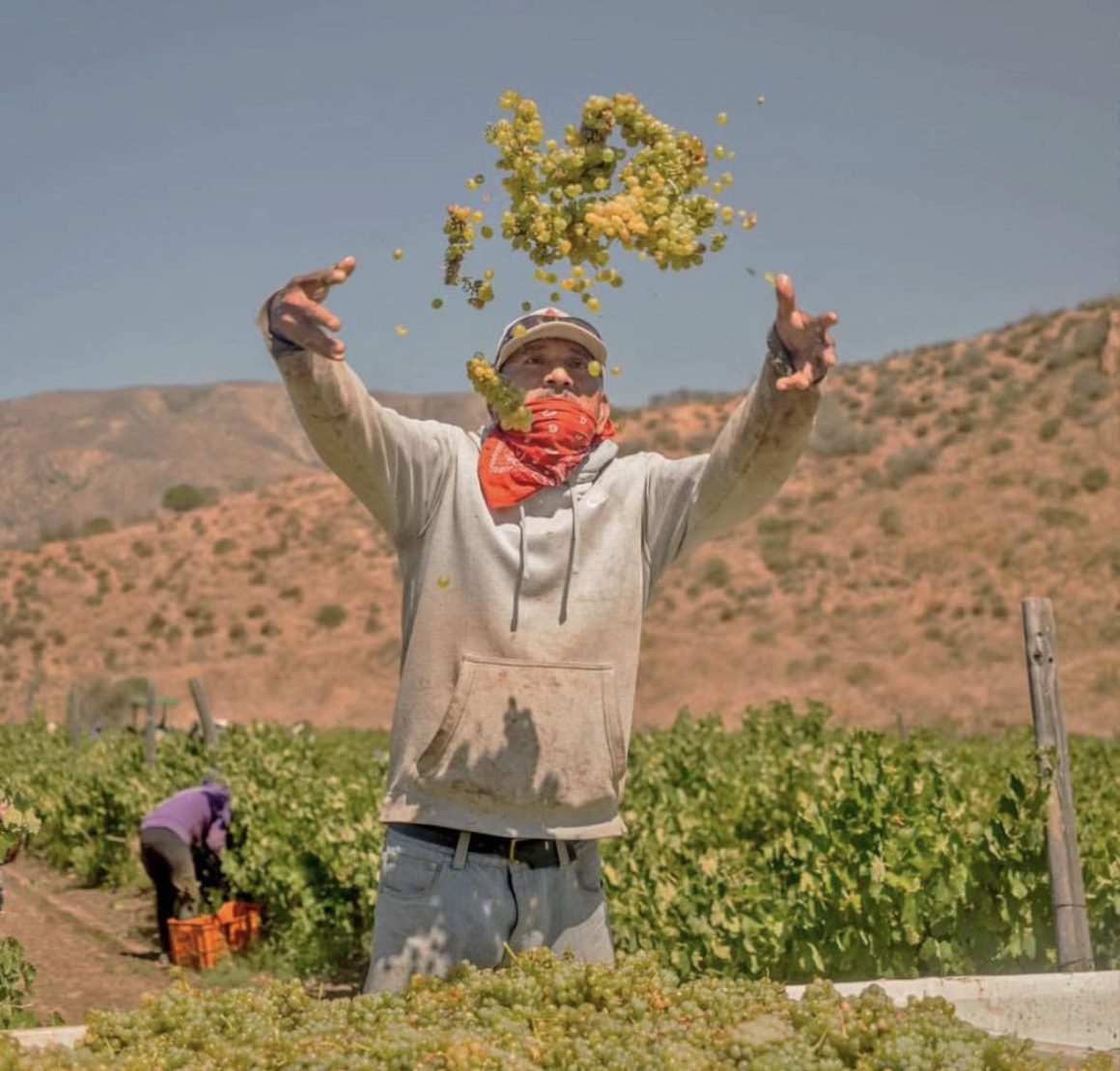 Viñedo en Valle de Guadalupe