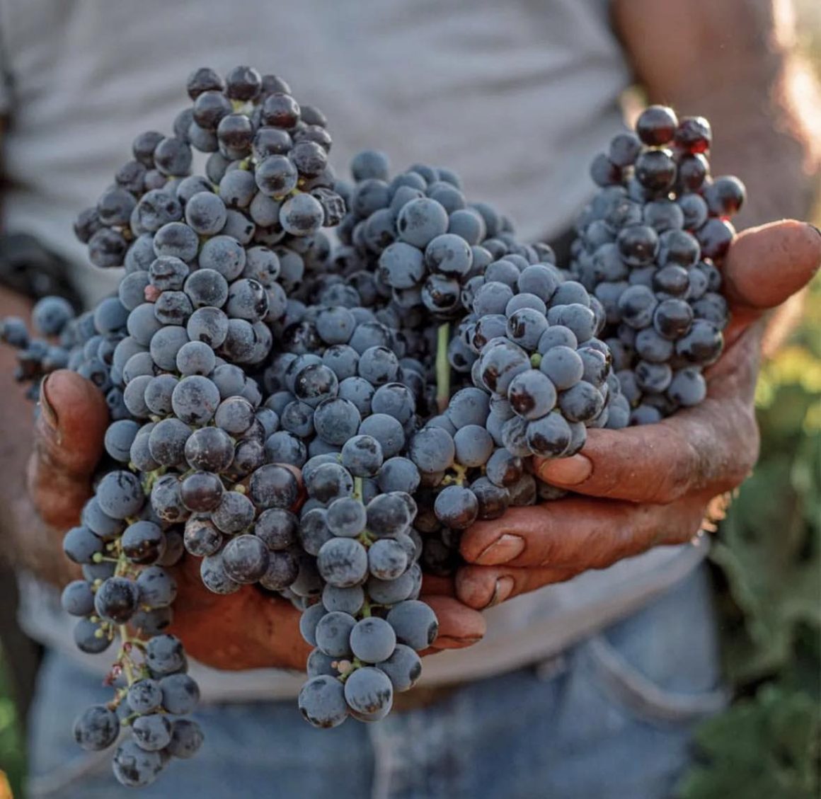 uvas de valle de guadalupe